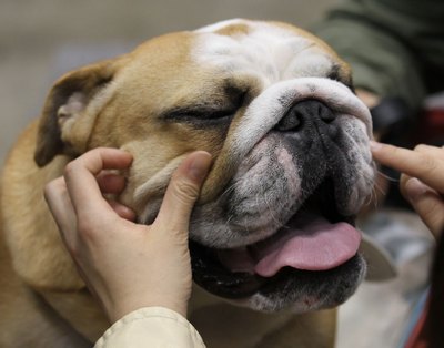 Koichi Kamoshida/Getty Images News/Getty Images Judges appreciate relaxed dogs during an examination.