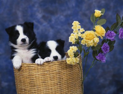 Hemera Technologies/Photos.com/Getty Images Prepare for puppy birth early.
