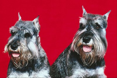 Jupiterimages/Photos.com/Getty Images The miniature schnauzer is better suited to be an apartment dog than his larger cousins.