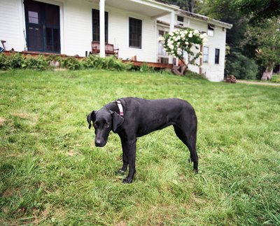 Creatas Images/Creatas/Getty Images Your dog needs exercise, mental stimulation and routine to ease his tension.