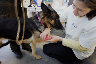 Joe Raedle/Getty Images News/Getty Images This German shepherd receives a bandage after a blood test.