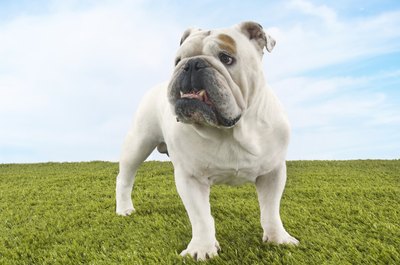 Mike Watson Images/moodboard/Getty Images The classic English bulldog appears sturdy and muscular.