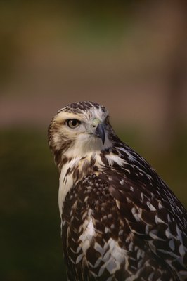 Comstock Images/Comstock/Getty Images Red-tailed hawks are sometimes hazardous to little canines.