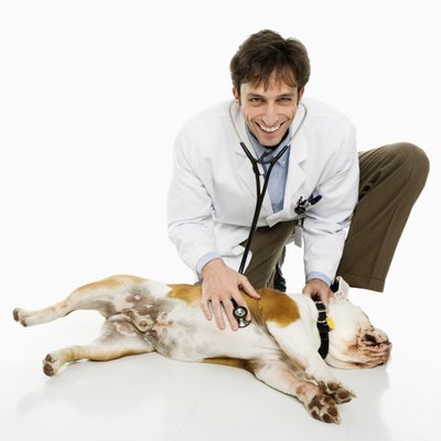 Thinkstock Images/Stockbyte/Getty Images Your veterinarian is your best resource for finding the best asthma treatment for your dog.