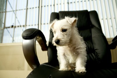 Jupiterimages/Photos.com/Getty Images Apartment dogs come in different shapes, sizes and colors.