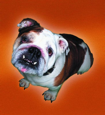 Photodisc/Photodisc/Getty Images The bulldog sports small, rose-shaped ears.