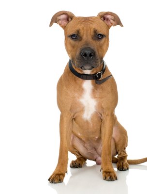 Jupiterimages/Photos.com/Getty Images Many people base their fear of pit bulls on misconceptions.