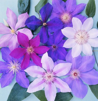 Stockbyte/Stockbyte/Getty Images Keep your pooch away from this popular flowering vine.