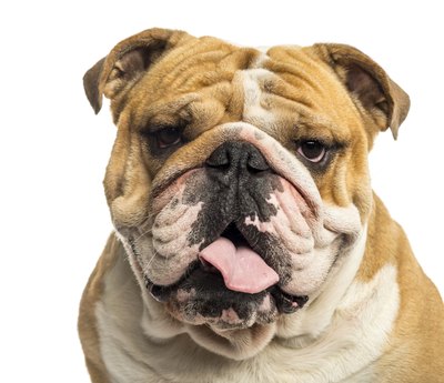 GlobalP/iStock/Getty Images Their large heads make bulldogs likely to be born via c-section.