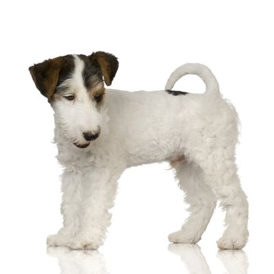 Eric IsselTe/Hemera/Getty Images This wire fox terrier puppy has a coat that doesn't shed much.