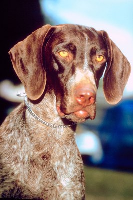 Jupiterimages/Photos.com/Getty Images German short hair dogs should be lean and muscular.