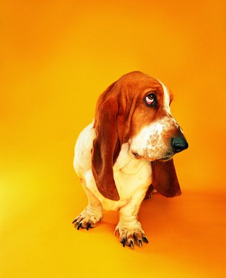 Photodisc/Photodisc/Getty Images "Really, Mom? The same old sit trick? How boring."