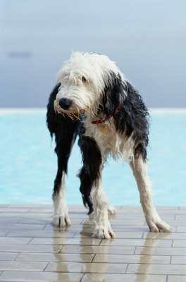 Hoby Finn/Photodisc/Getty Images Damp doggy fur smells a bit stinky.