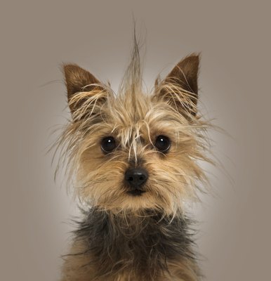GlobalP/iStock/Getty Images You should spay or neuter your Yorkie when the dog reaches adulthood.
