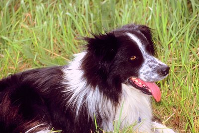 Jupiterimages/Photos.com/Getty Images Border collies often live for 12 to 15 years.