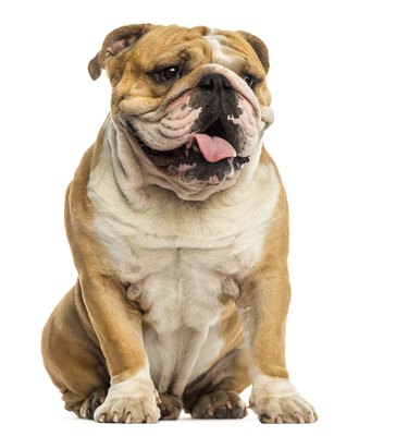 GlobalP/iStock/Getty Images The jutting jaw and shortened legs of the English bulldog are a familiar sight.