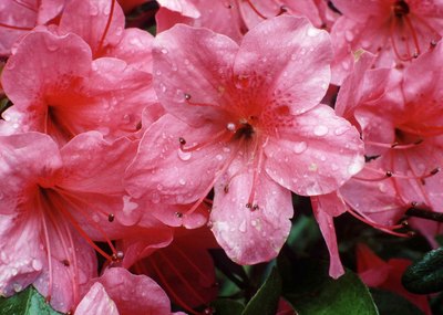 Jupiterimages/Photos.com/Getty Images Azalea or rhody: it's not safe for your pooch.