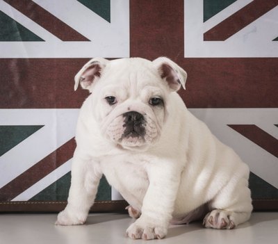 WilleeCole/iStock/Getty Images Bullies were originally bred in England before taking the U.S. by storm.