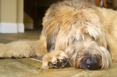 PhotographyPerspectives/iStock/Getty Images The wheaten may not fully come into his namesake coloring for up to 2 years.