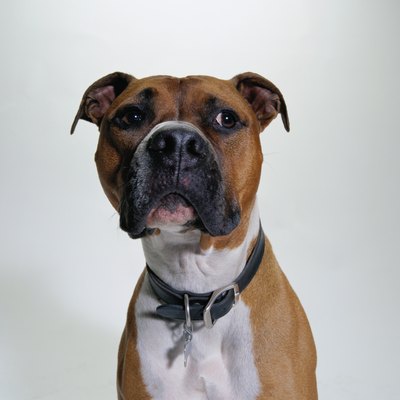 Duncan Smith/Photodisc/Getty Images While pit bulls are tough, they're no guard dogs.