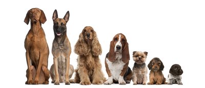 Eric Isselée/iStock/Getty Images Quarantine infected pups from any other canine family members.