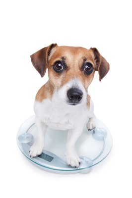 Fly_dragonfly/iStock/Getty Images A dog lacking vitamin B12 will lose weight and may refuse to eat.