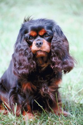 Jupiterimages/Photos.com/Getty Images How big will your Cavalier grow?