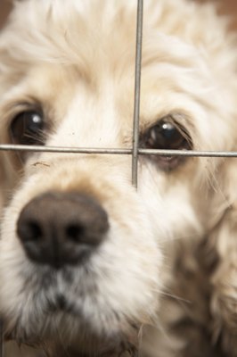 Thomas Northcut/Digital Vision/Getty Images Always consult your vet before using oxymetazoline products on your dog.