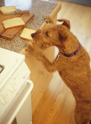 Ryan McVay/Photodisc/Getty Images Fiber is part of the carbohydrate content in dog food.