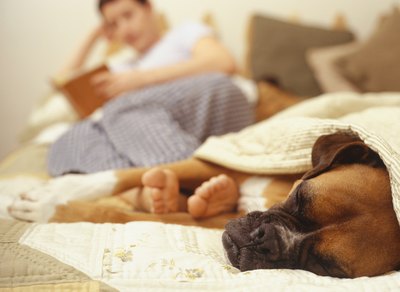 Ryan McVay/Photodisc/Getty Images A consistently lazy dog may be suffering from a thyroid deficiency.