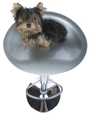 NA/PhotoObjects.net/Getty Images This Yorkie is ready for some TLC on the grooming table.