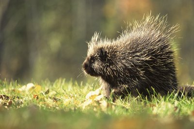 Jupiterimages/Photos.com/Getty Images Porcupines are covered in spiked quills.