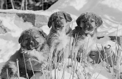 Hemera Technologies/AbleStock.com/Getty Images Never feed puppies, or dogs of any age, cow's milk.