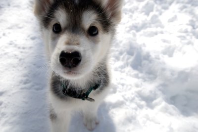 Jupiterimages/Photos.com/Getty Images "Nope, no doggy odor here. It must be you."