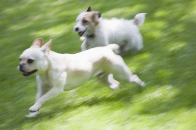 Jupiterimages/Comstock/Getty Images Common canine mounting behavior can lead to fights between dogs if not their owners.