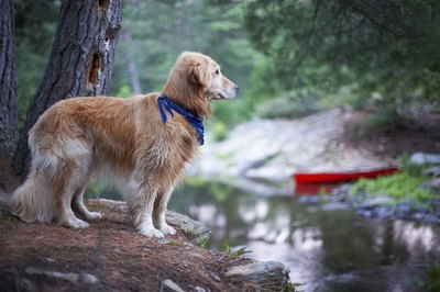 Jupiterimages/Photos.com/Getty Images Talk to your veterinarian about your dog's home environment and lifestyle.