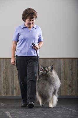 Apple Tree House/Photodisc/Getty Images Keeshonds are highly quite intelligent and responsive to training.