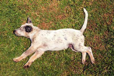 Jupiterimages/Comstock/Getty Images Puppies typically dream more than adult dogs.