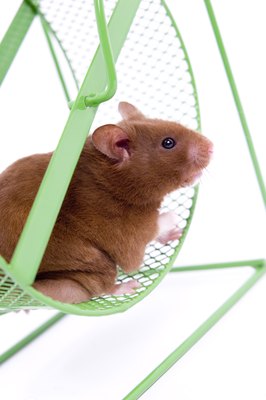 BananaStock/BananaStock/Getty Images It's possible tapeworms are spinning along inside your hamster.