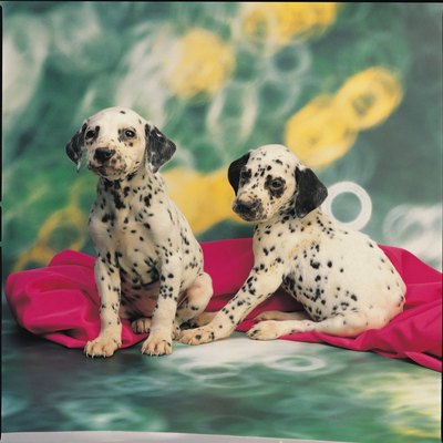 Jupiterimages/Photos.com/Getty Images Dalmatians are one breed predisposed to urinary tract crystals.