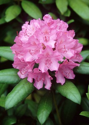 Jupiterimages/Photos.com/Getty Images Those flowers look pretty, but they're toxic to your pup.
