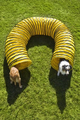 Apple Tree House/Lifesize/Getty Images Tunnels are fun for both dogs and cats.
