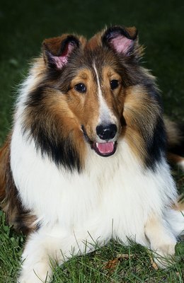 Ablestock.com/AbleStock.com/Getty Images Help your mother dog recover her coat quickly after whelping.