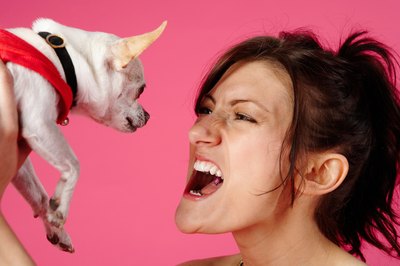 Jupiterimages/Photos.com/Getty Images Don't get angry at your dog for pottying on the rug -- teach him better.