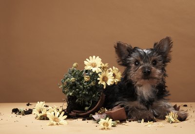 Martin Poole/Digital Vision/Getty Images Oops. I need some stuff to keep me out of trouble!