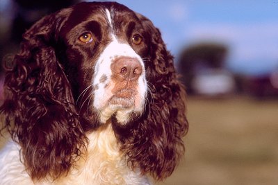 Jupiterimages/Photos.com/Getty Images The average springer spaniel can expect to live 10 to 14 years.