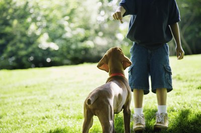 Jupiterimages/Brand X Pictures/Getty Images Treats have a way of talking to a dog's heart better than you can.