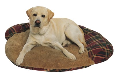 Comstock/Comstock/Getty Images An orthopedic dog bed can help prevent joint problems, as well as relieve existing ones.
