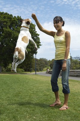 Kane Skennar/Photodisc/Getty Images Young, athletic dogs can experience traumatic CCL injuries during active play.