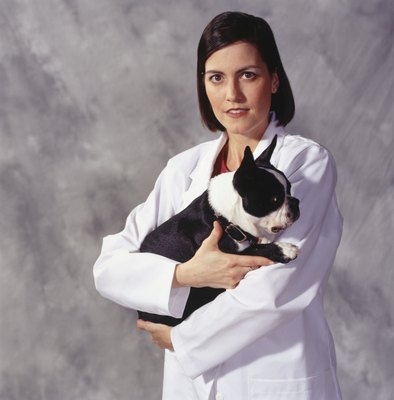 Duncan Smith/Photodisc/Getty Images Your veterinarian will perform a heartworm disease prior to administering preventive treatment.